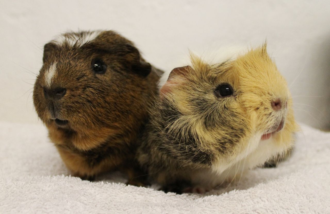 små marsvin sidder side om side