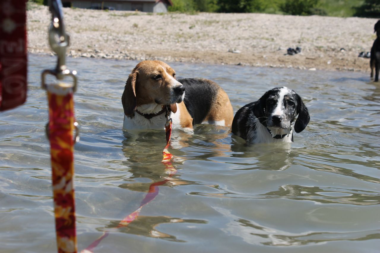to hunde står i vandkanten med vand op til halsen