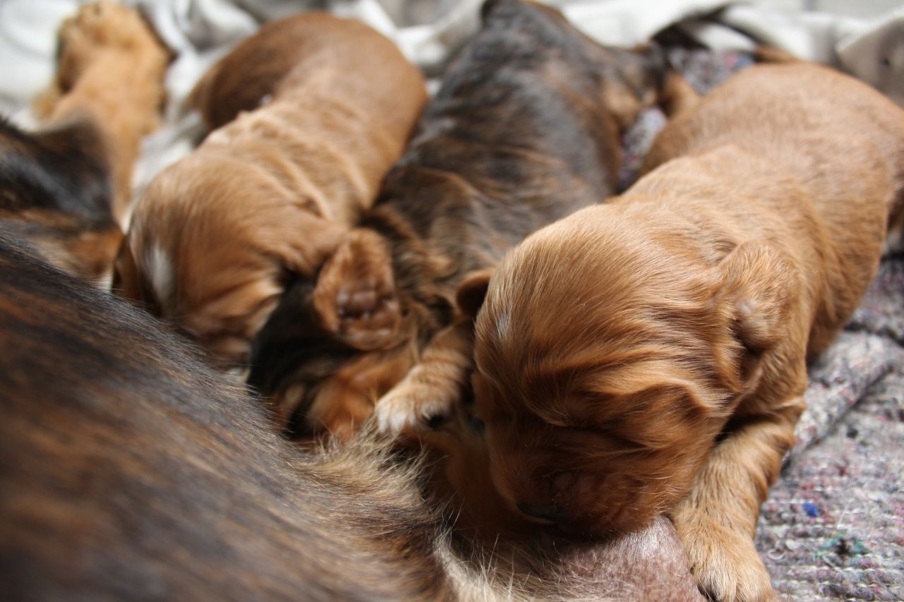fire hvalpe ligger og diger ved deres mor