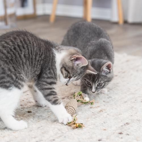 to katte leger med legetøj