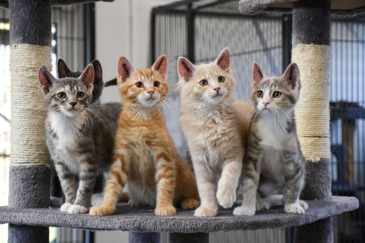 fire killinger sidder på kradsebræt og kigger opmærksomt mod noget