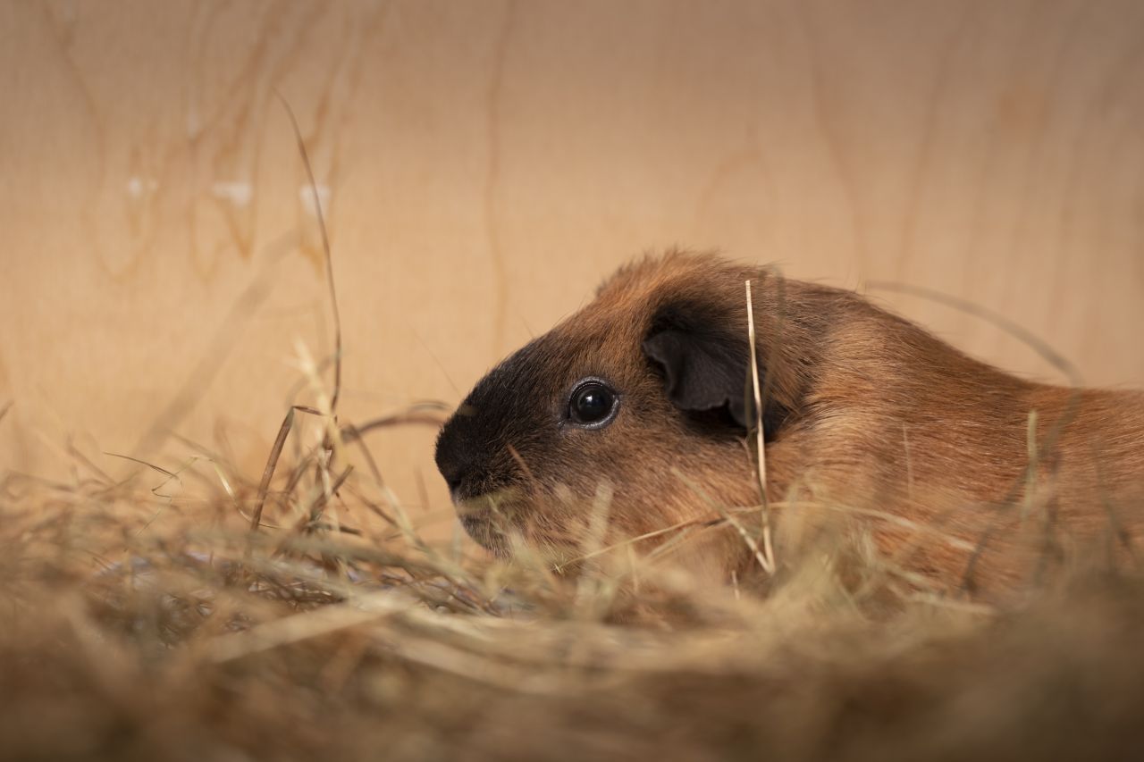 brunt marsvin ligger alene i halm