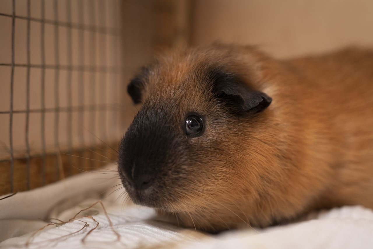 brunt marsvin sidder og kigger i gennem net.