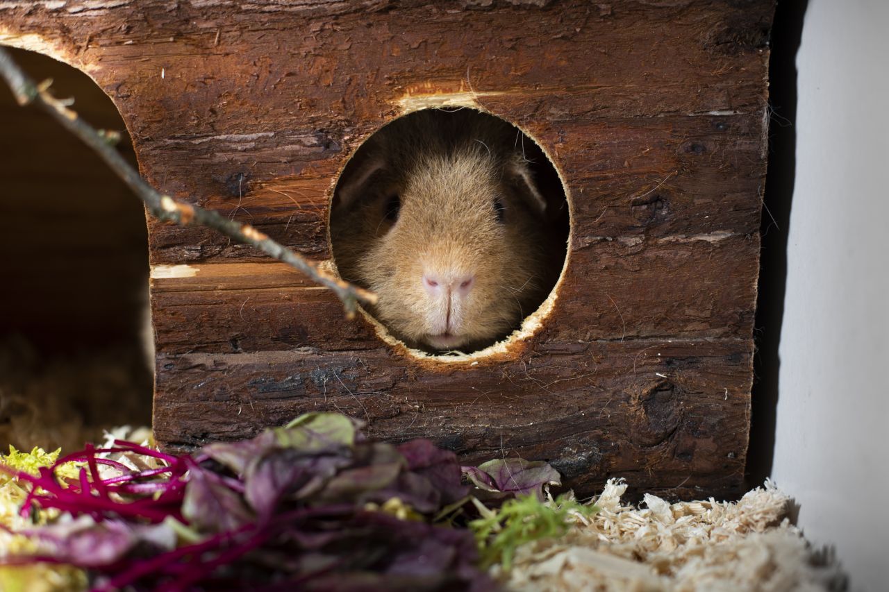 marsvin sidder i træhus og kigger ud