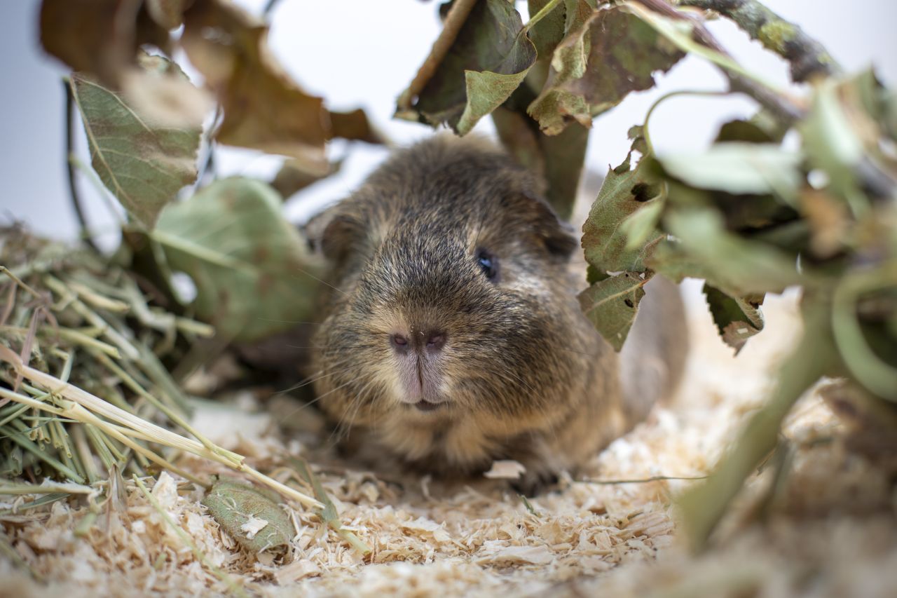 marsvin gemmer sig i kviste