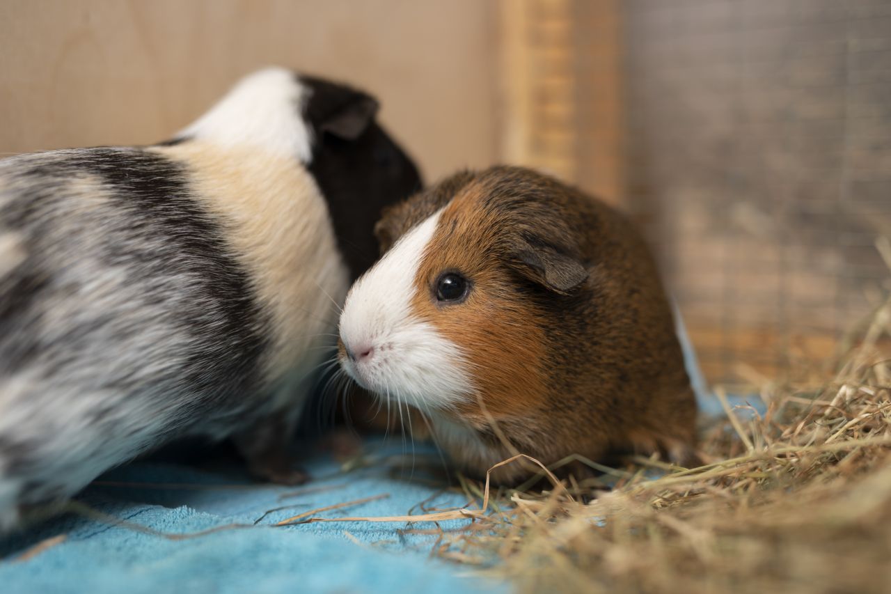 to marsvin sidder tæt på hinanden i bur