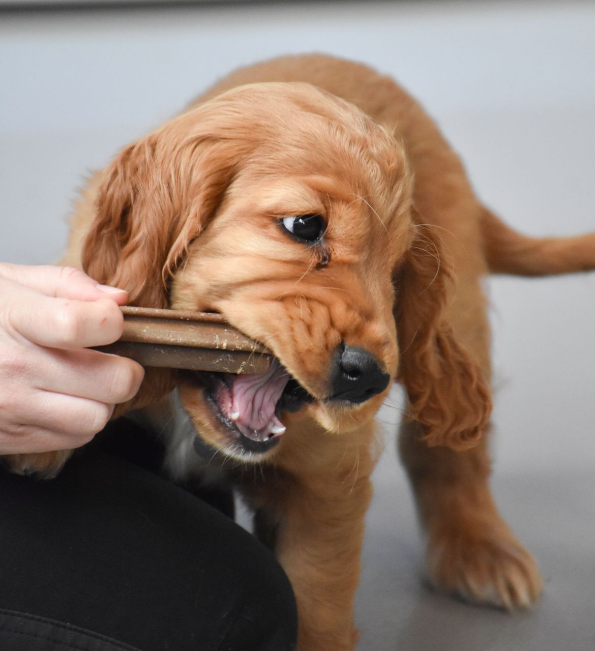 lille hvalp bider i dentastix