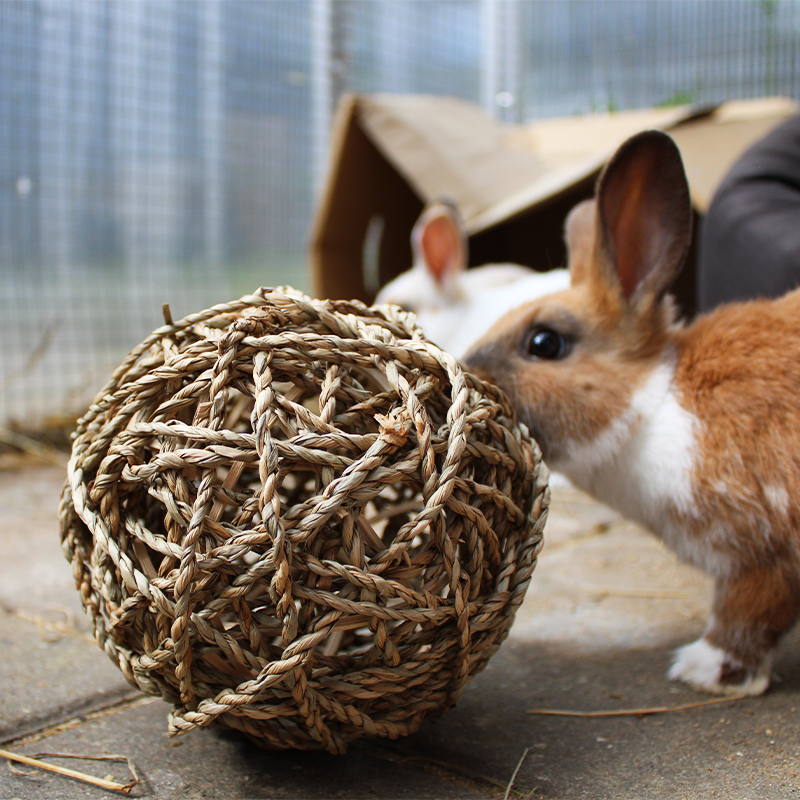 kanin leger med bold