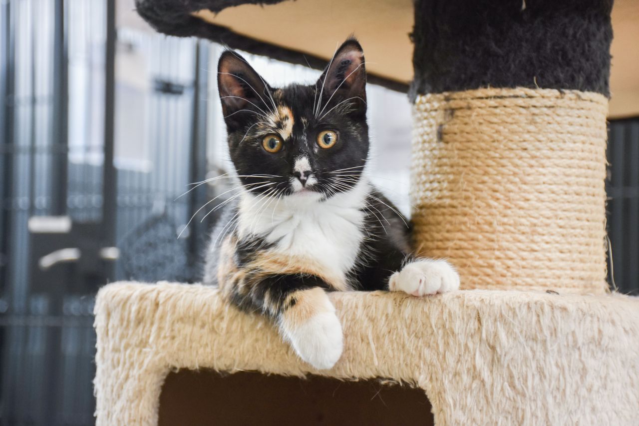 forskelligfarvet kat ligger på kradsebræt 