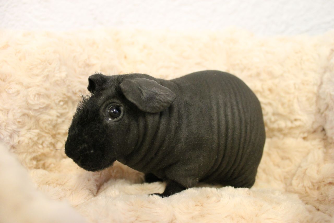 sort hårløst marsvin sidder på lammeskind