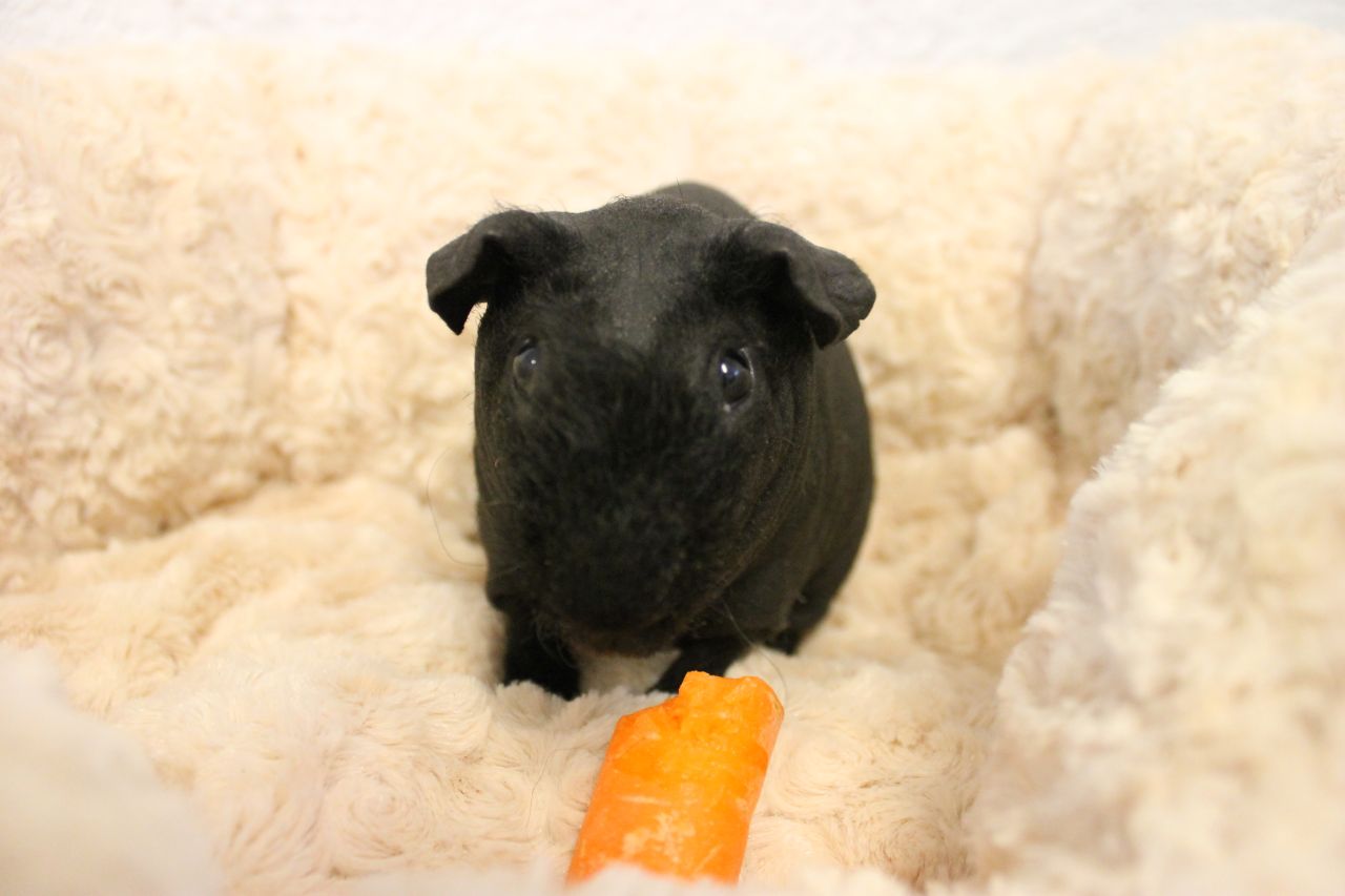 sort marsvin sidder på lammeskind og bliver fodret en gulerod