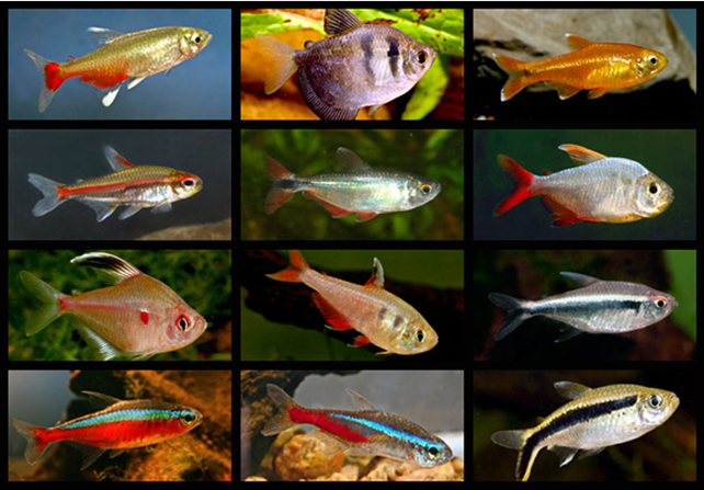 Foto: F. Ingemann Hansen, Tonny Brandt Andersen