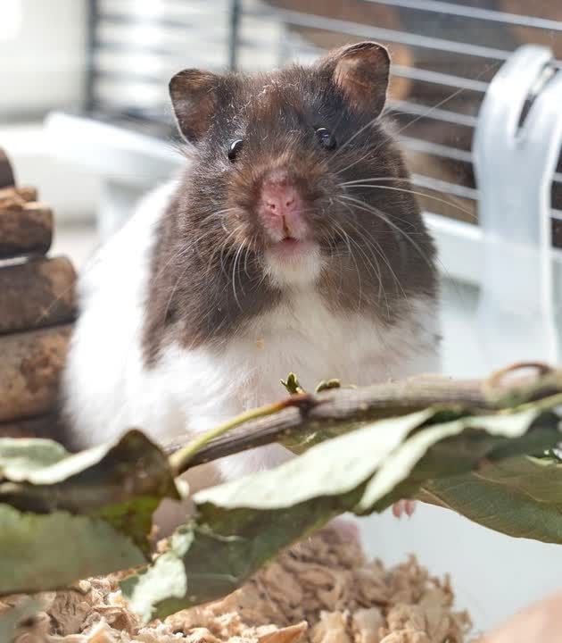 hamster sidder i bur og kigger på kamera