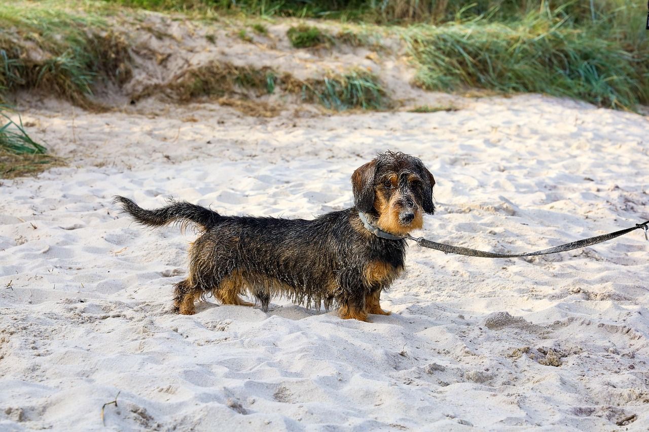 lille sort gravhund står på strand. Den har våd pels og er fyldt med sand