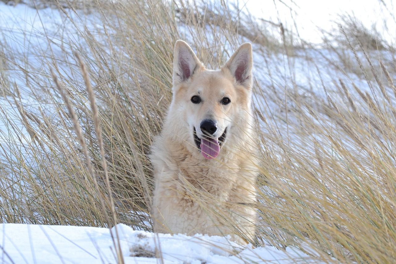 hvid slædehund sidder i snelandsskab mellem gult langgræs