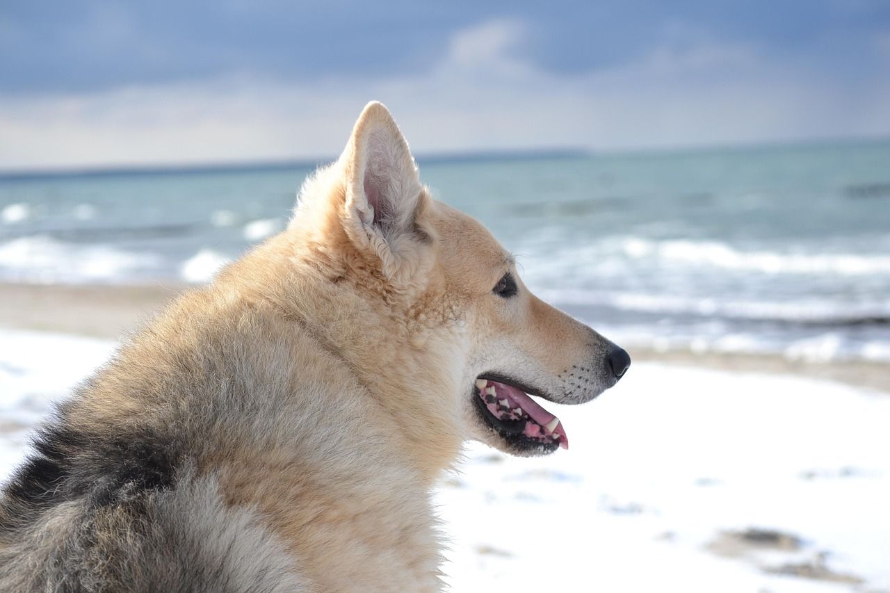 hvid slædehund sidder på strand dækket af sne og kigger udover havet