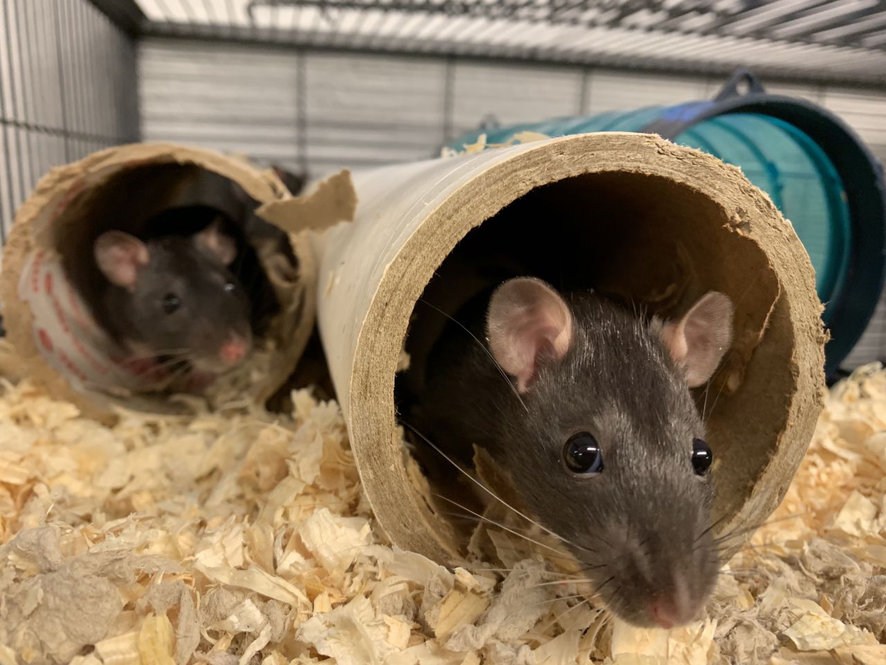 to brune rotter kigger ud af hver deres kravlerør inde i bur