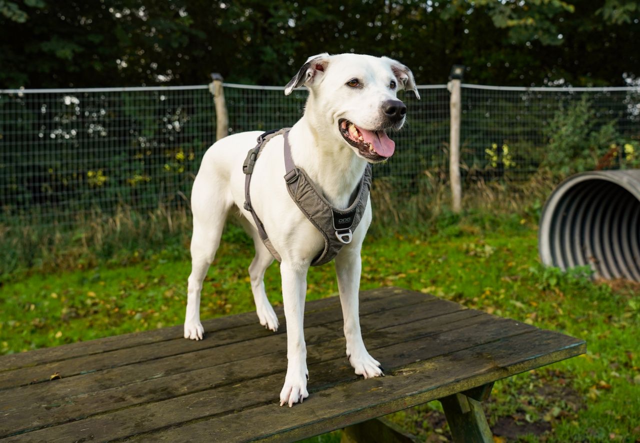 hvid hund står på bænkesæt udenfor