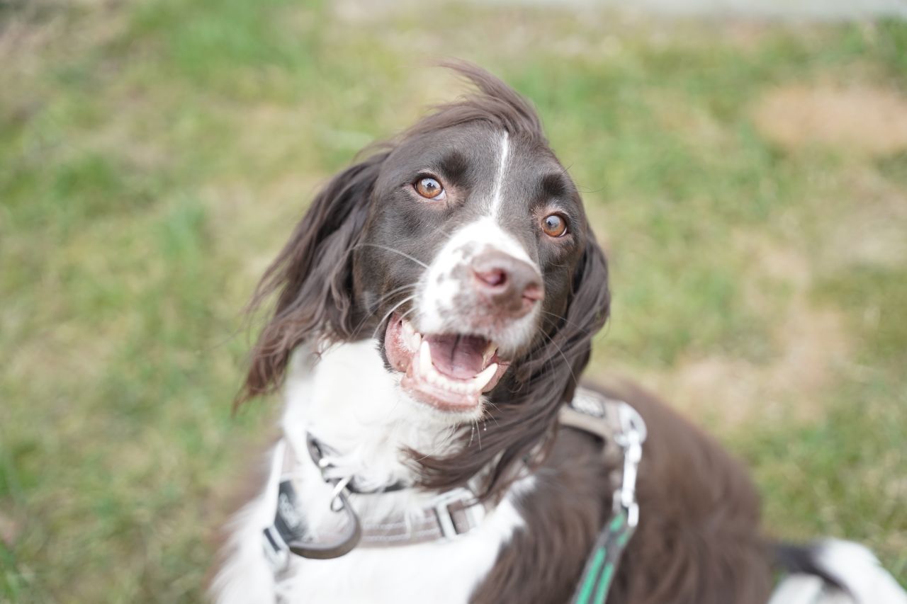 glad brun og hvid hund kigger med åben mund op i kameraet