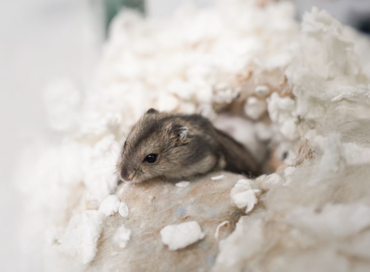 lille dværghamster kigger op fra hul