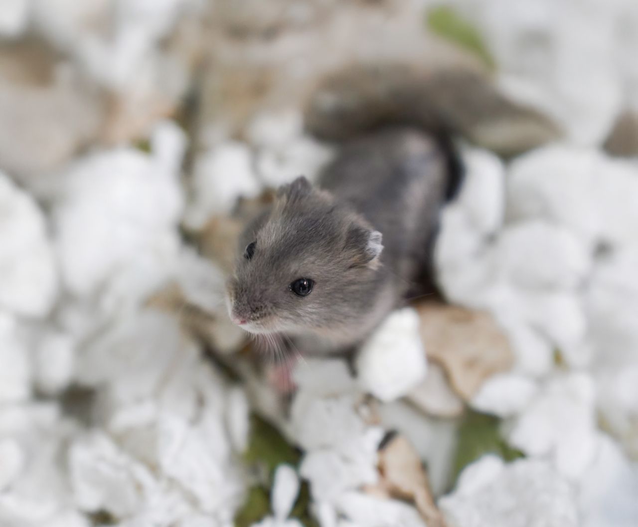 lille, grå dværghamster står ovenpå småsten