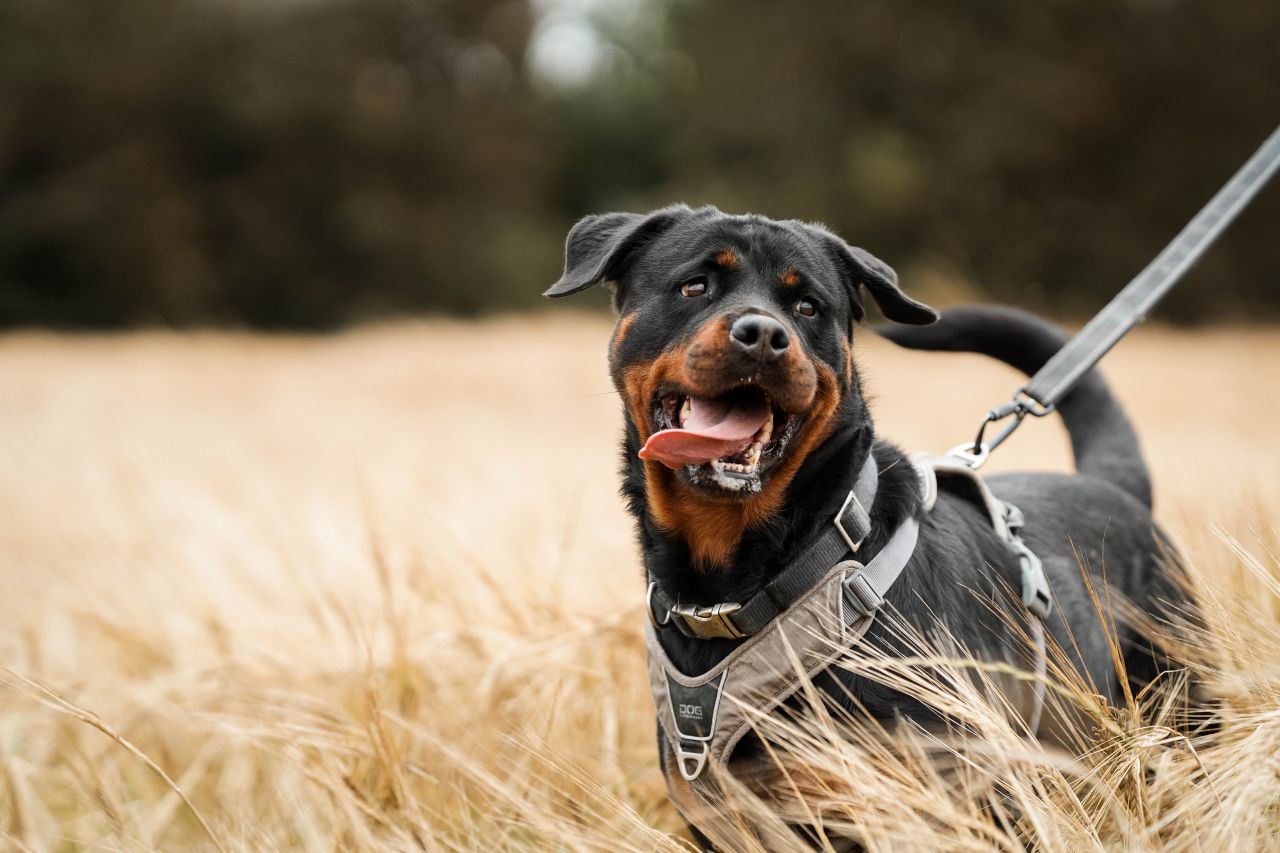 sort hund står i kornmark med sele på 