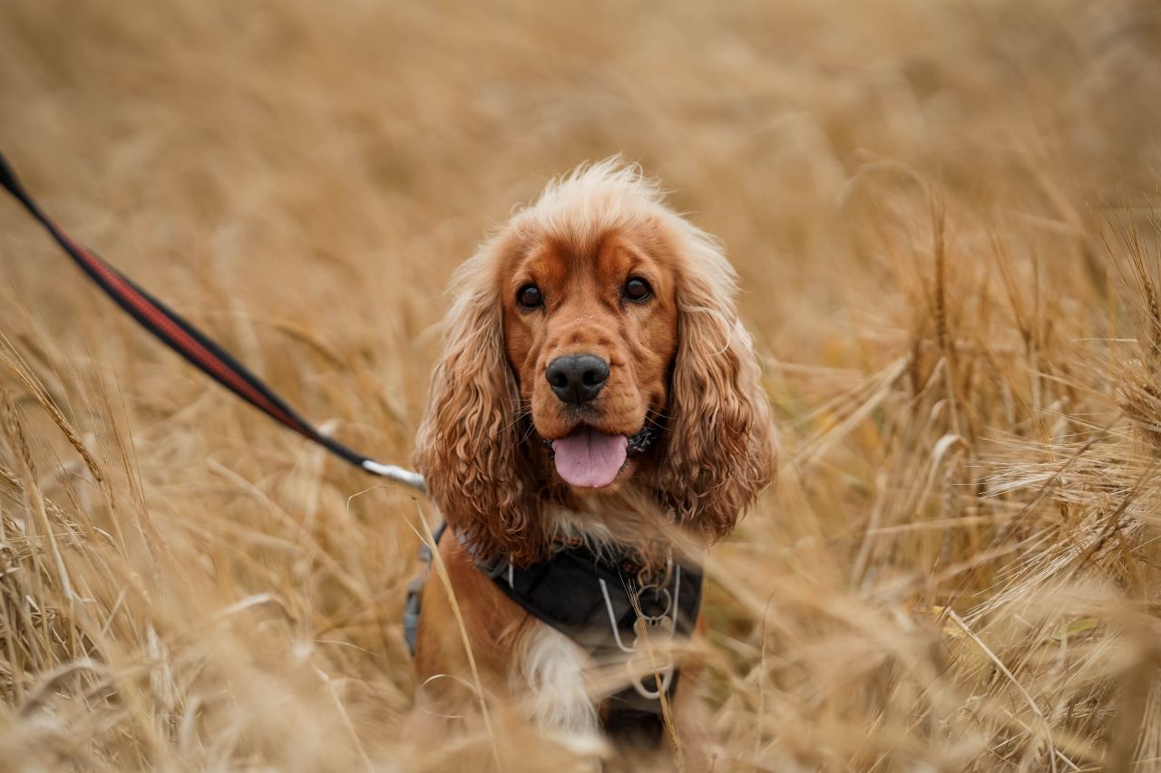 blond cocker spaniel står i kornmark