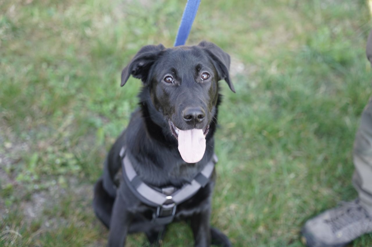 Sort labrador kigger op på kamera. Den har tungen ude. 
