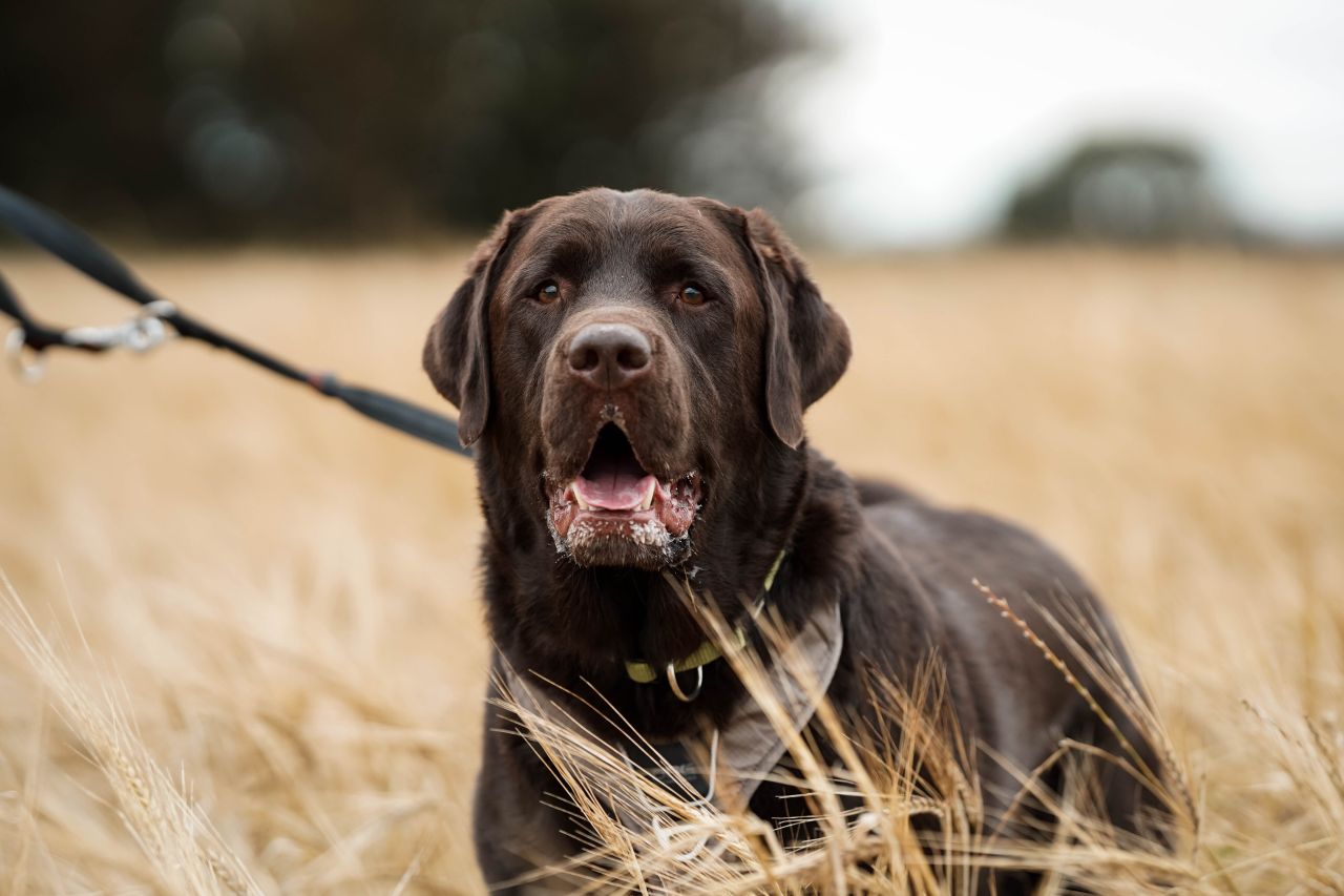 brun labrador står i kornmark