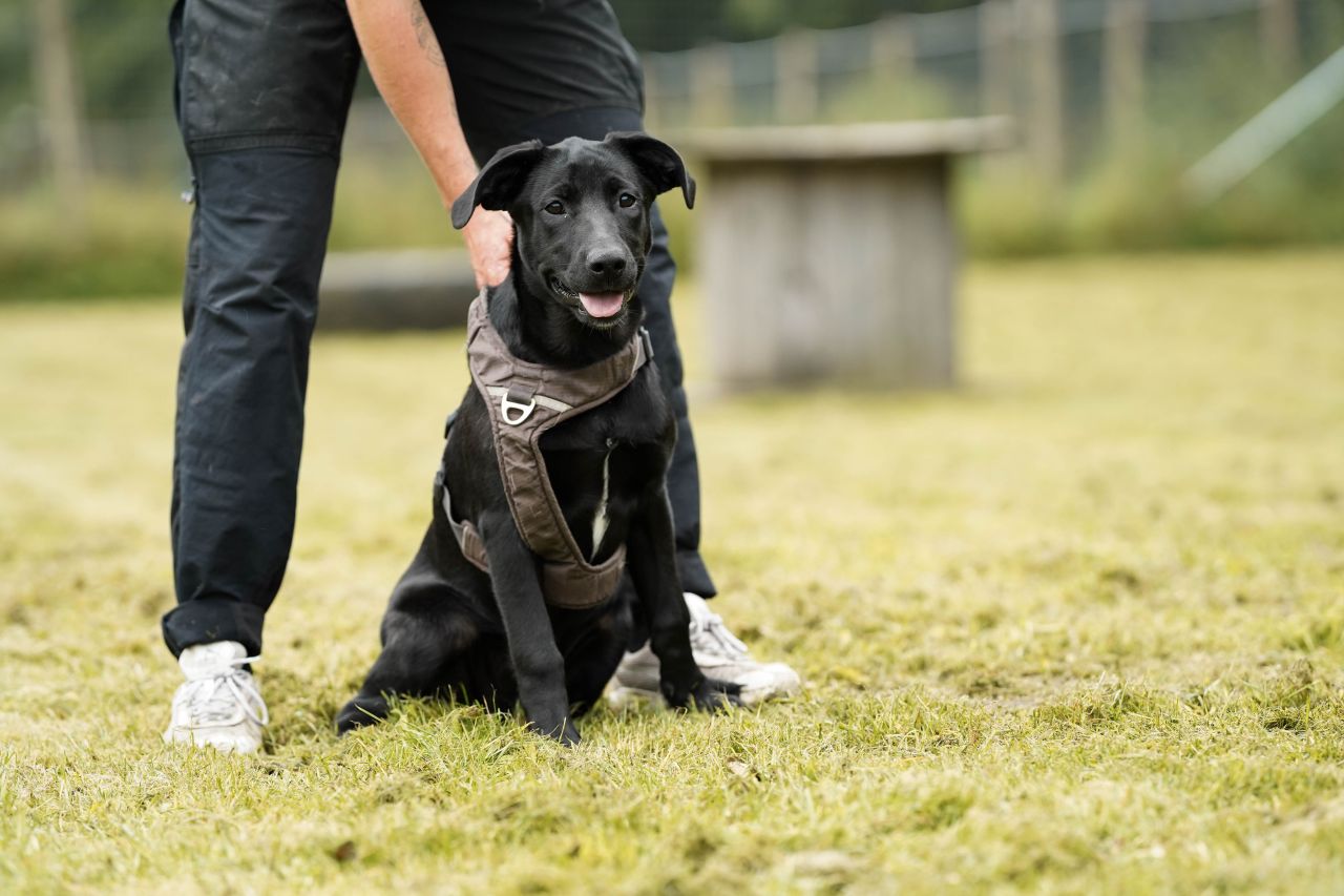 sort hund står på græsplæne foran menneskets ben