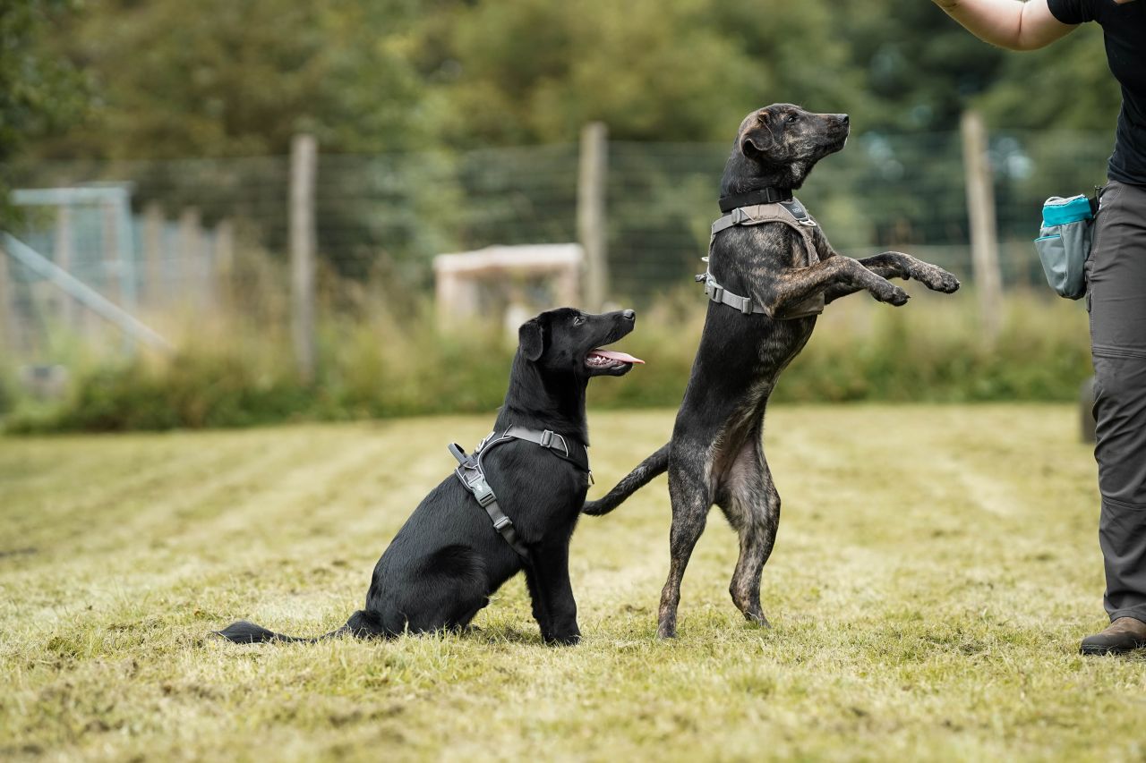 to hund står på græsplæne foran menneske