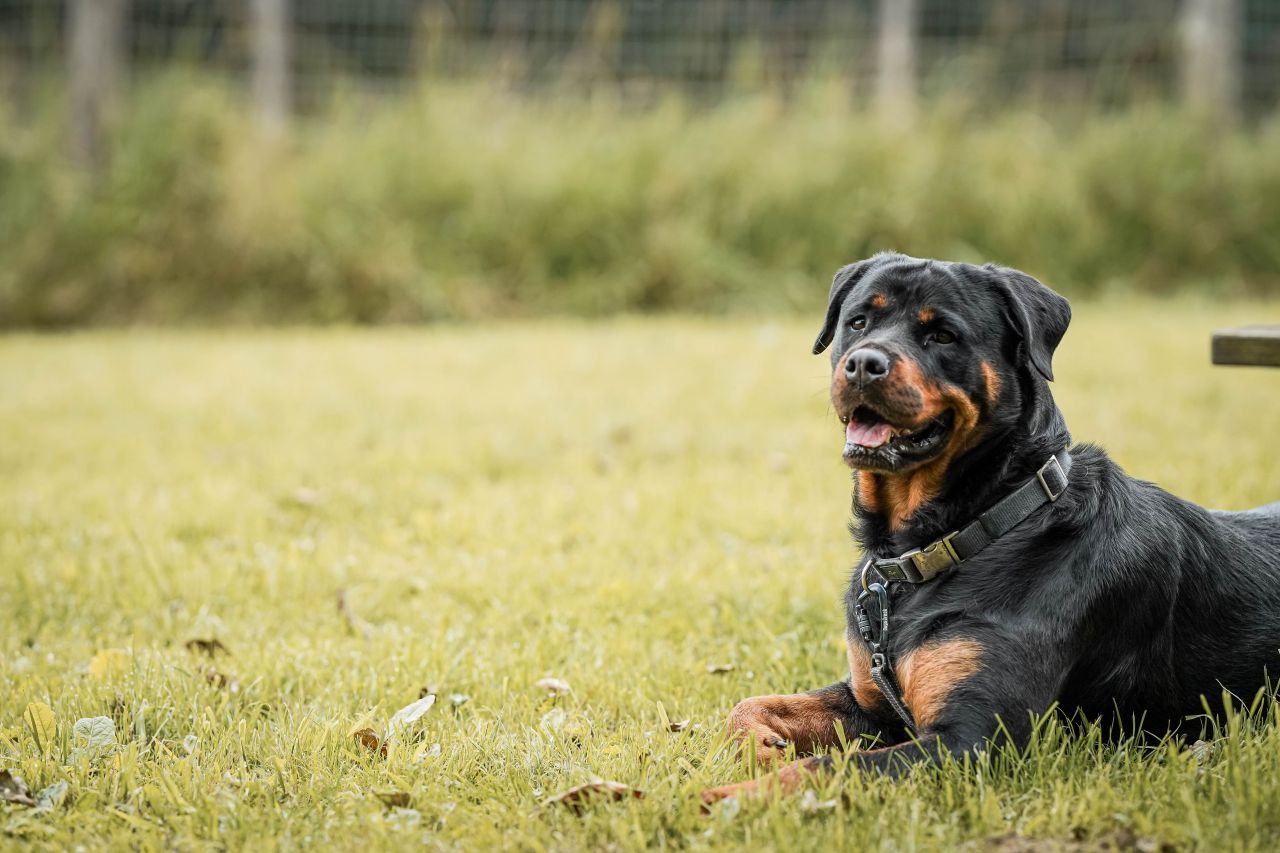 sort hund ligger på græsplæne