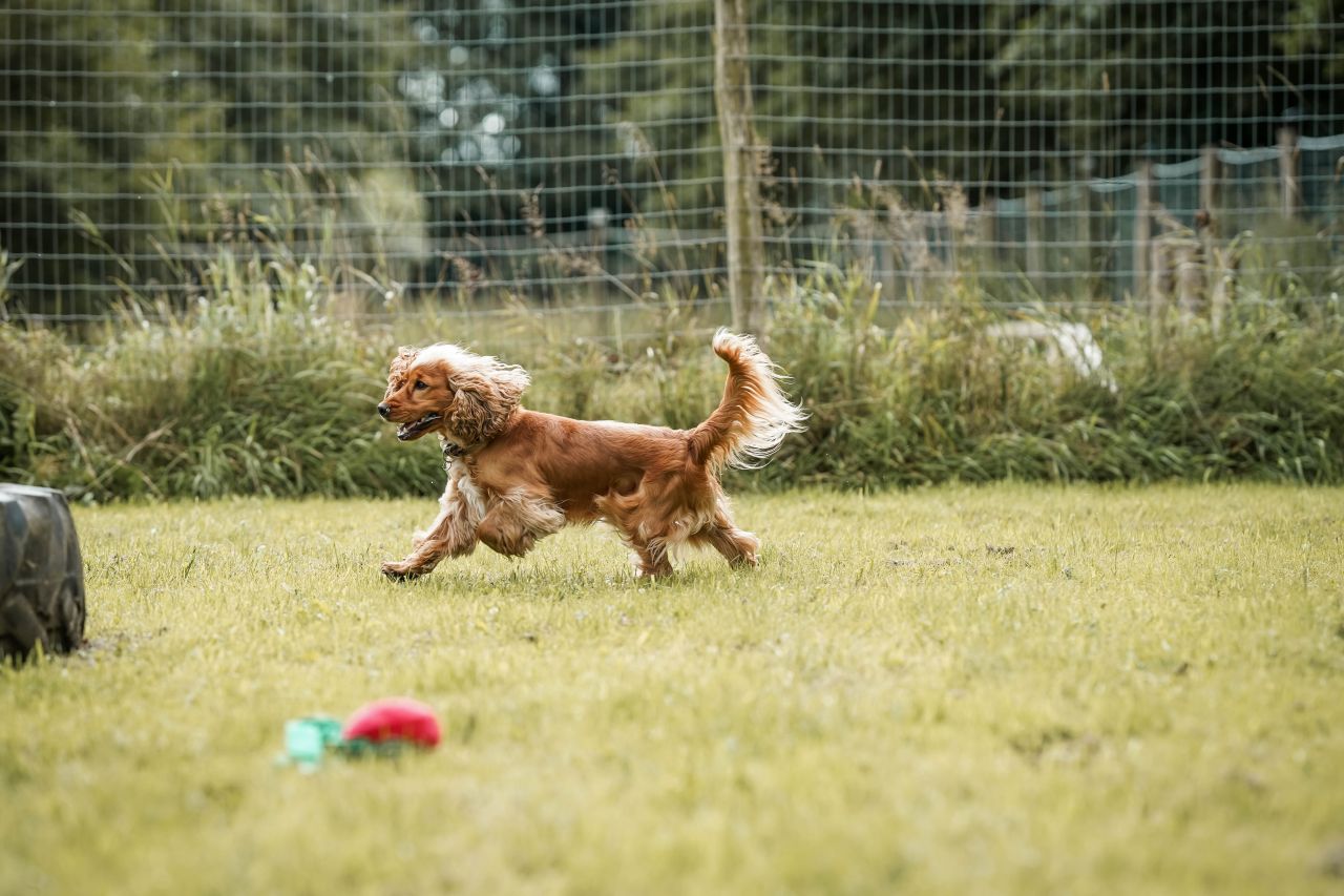 brun cocker spaniel løber rundt på græs