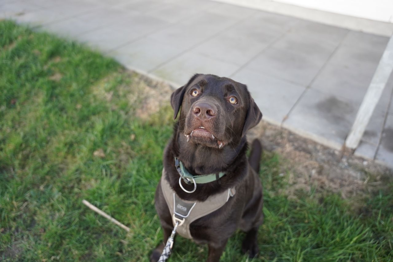 brun labrador sidder på græs og kigger op på menneske