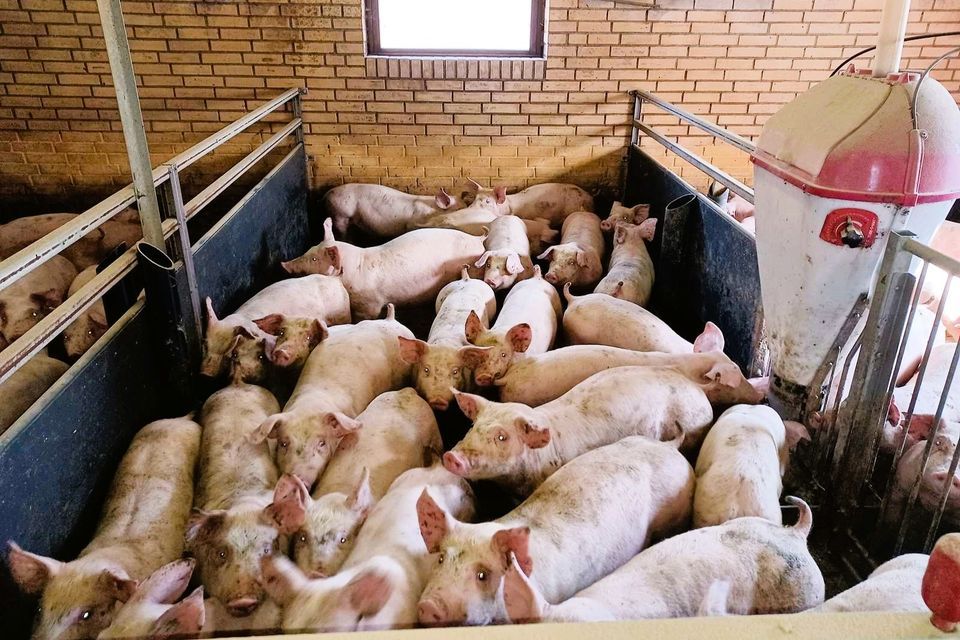 Grise i stald