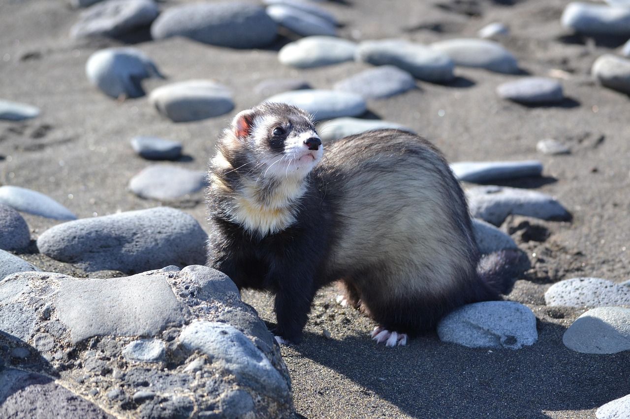 ilder står på stranden på nogle sten i sandet