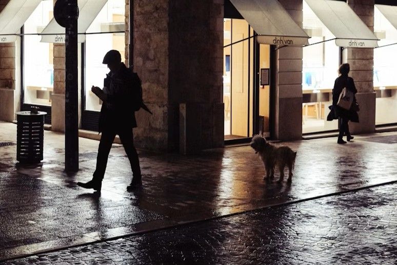 Hund i mørk storby