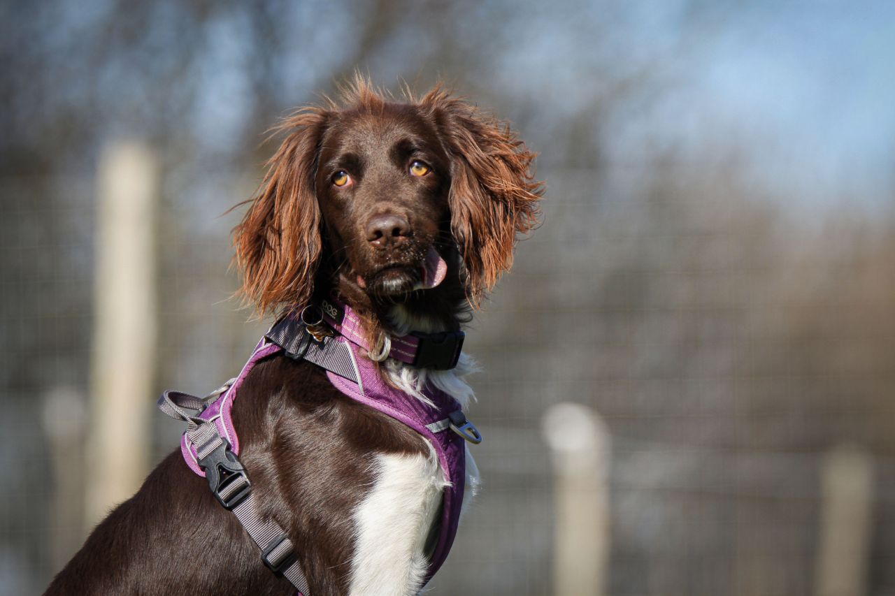 brun hund sidder foran hegn