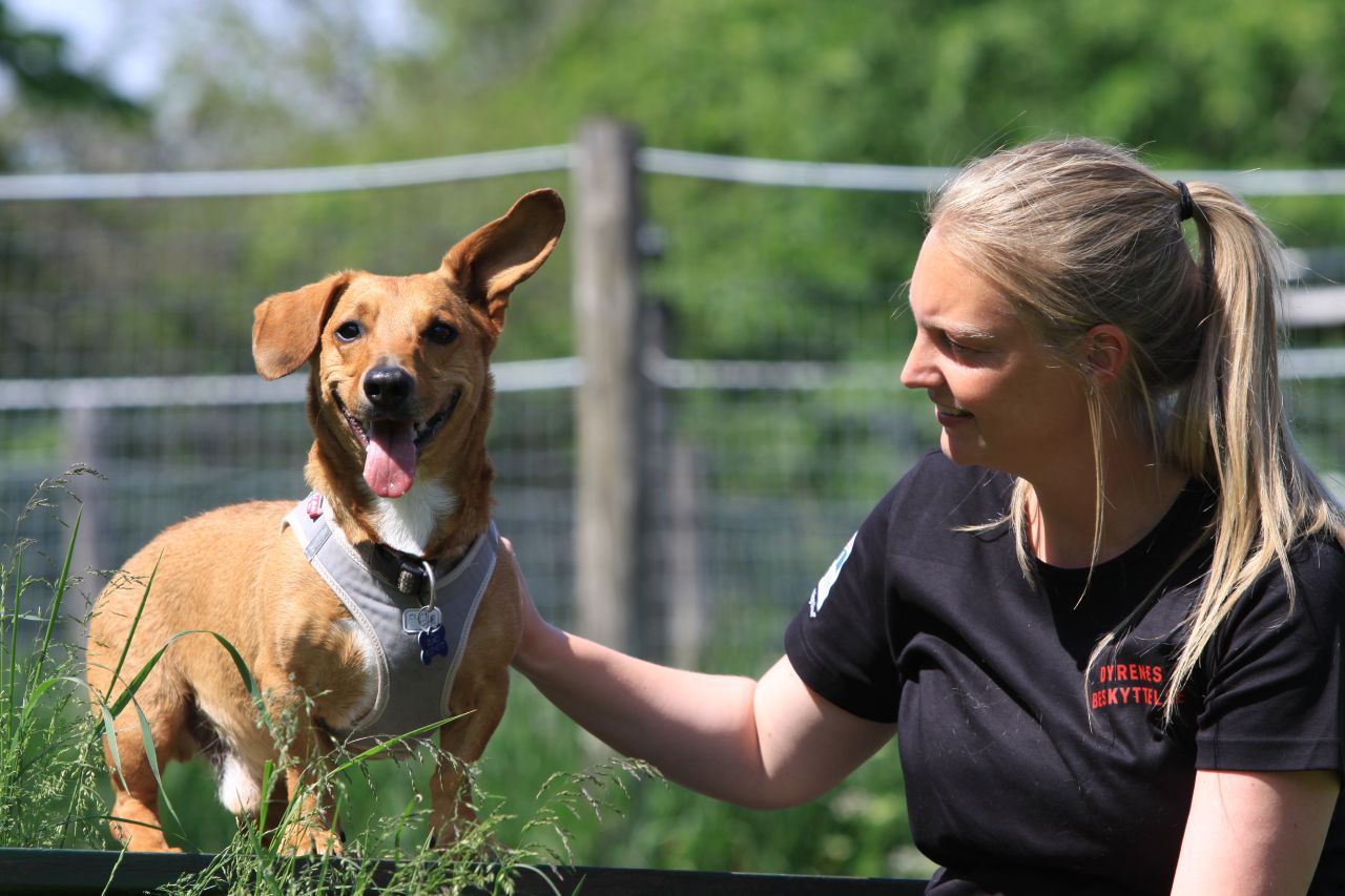 gravhund står på bord ved siden af kvinde, der har hånden på hunden