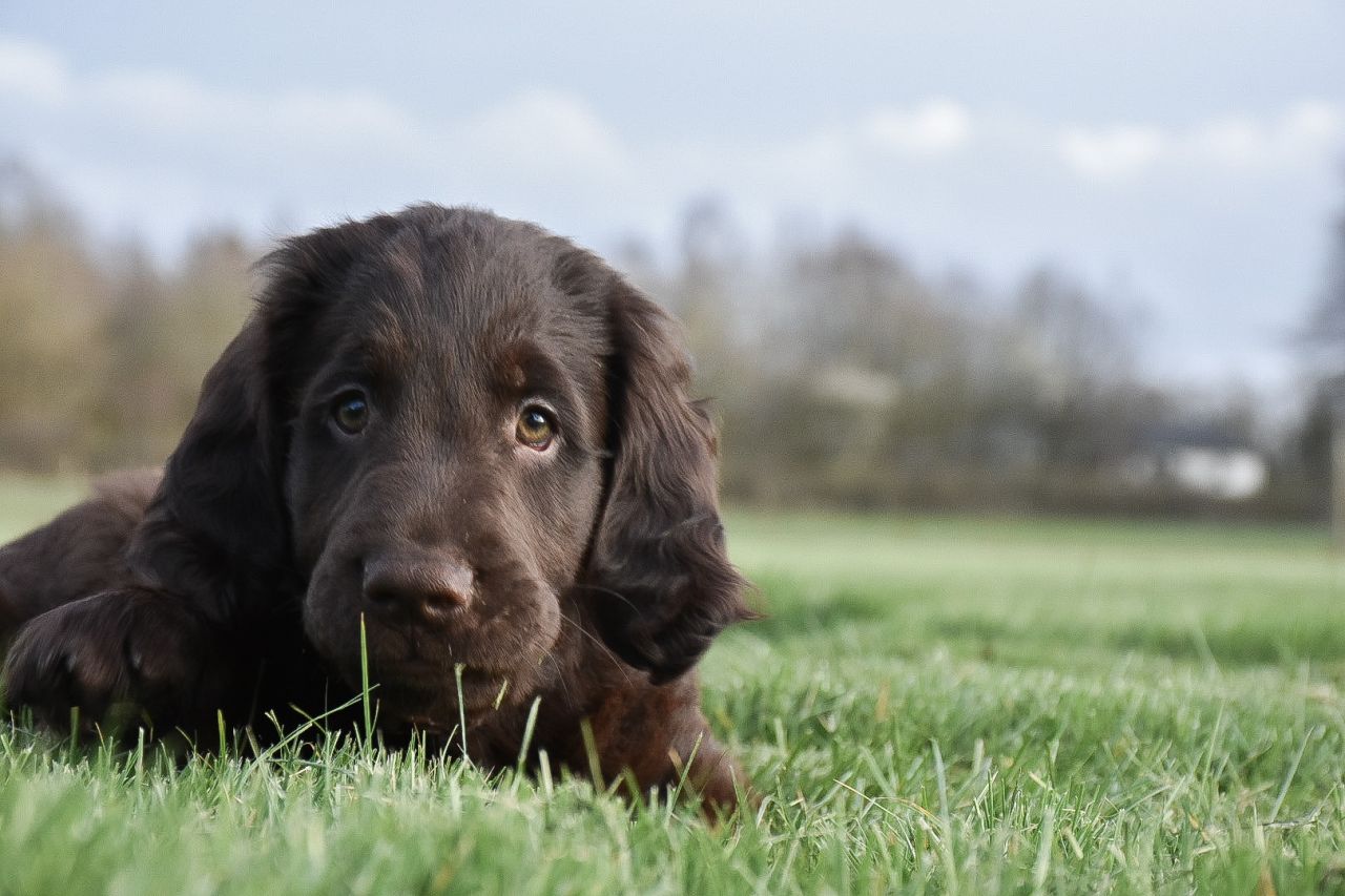 brun hvalp ligger på græs og ser betuttet ud