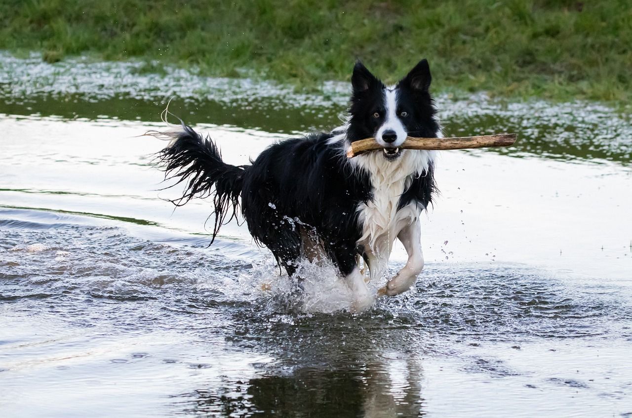 collie løber gennem vand ved mark