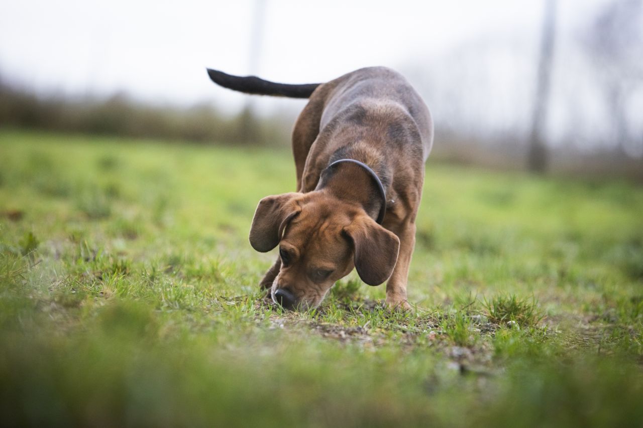 brun hund har snuden nede i græs