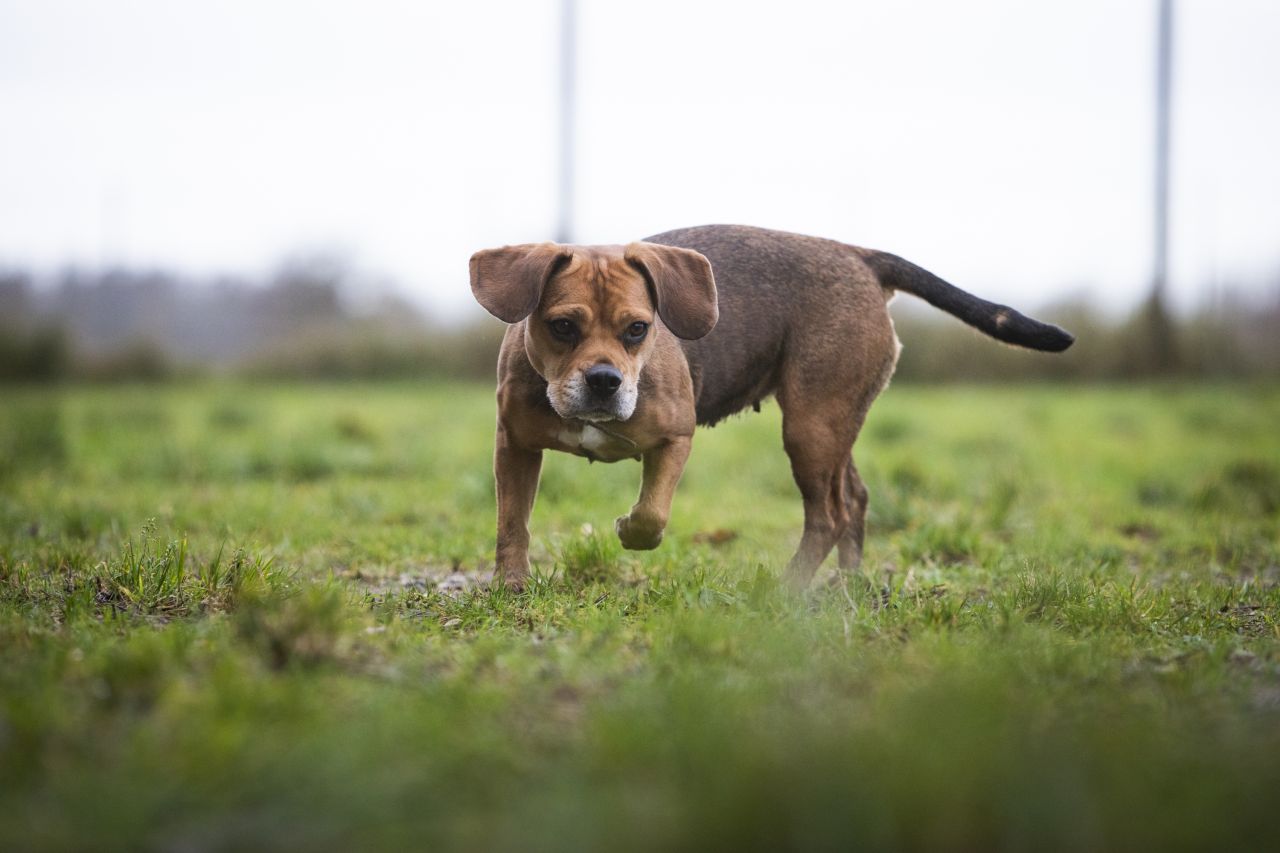 Brun hund render rundt på græsplæne