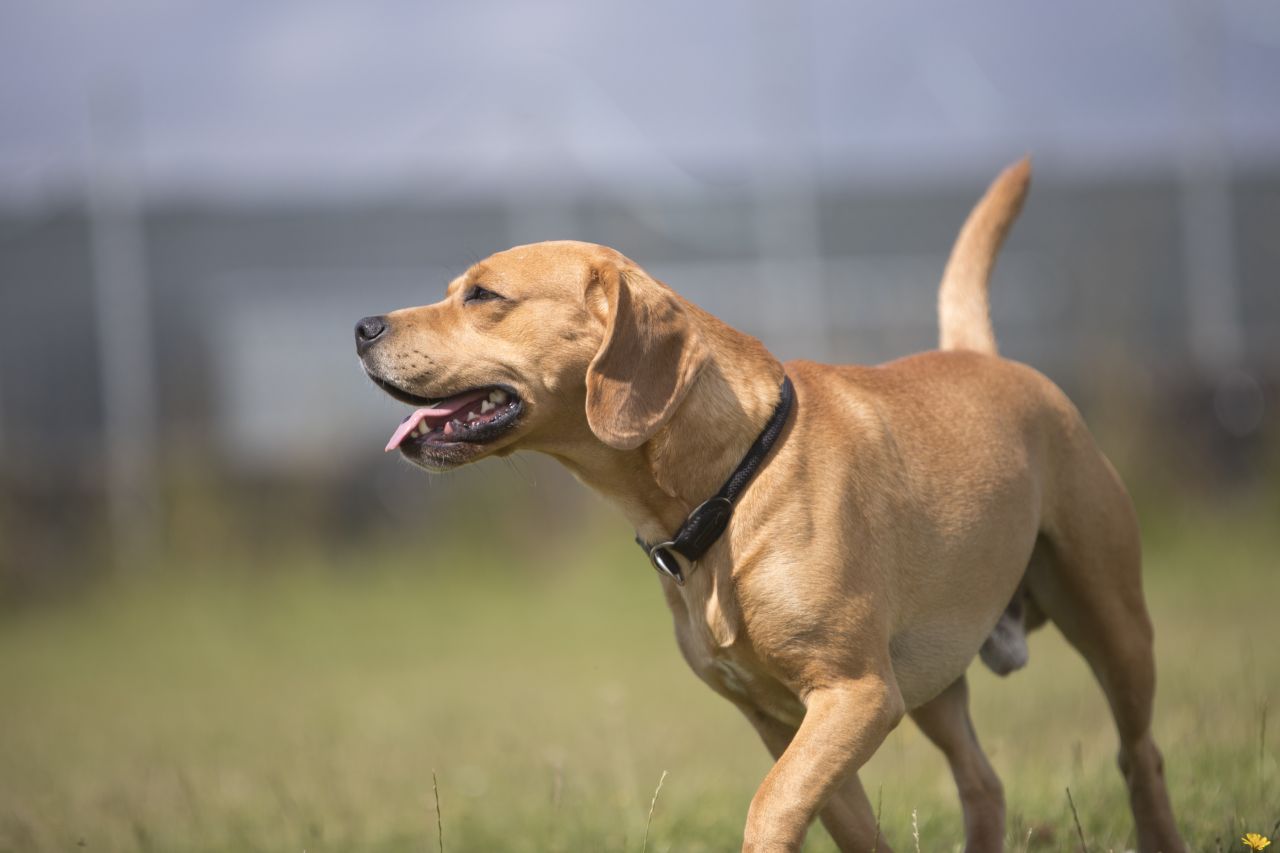 brun hund løber rundt på græsareal