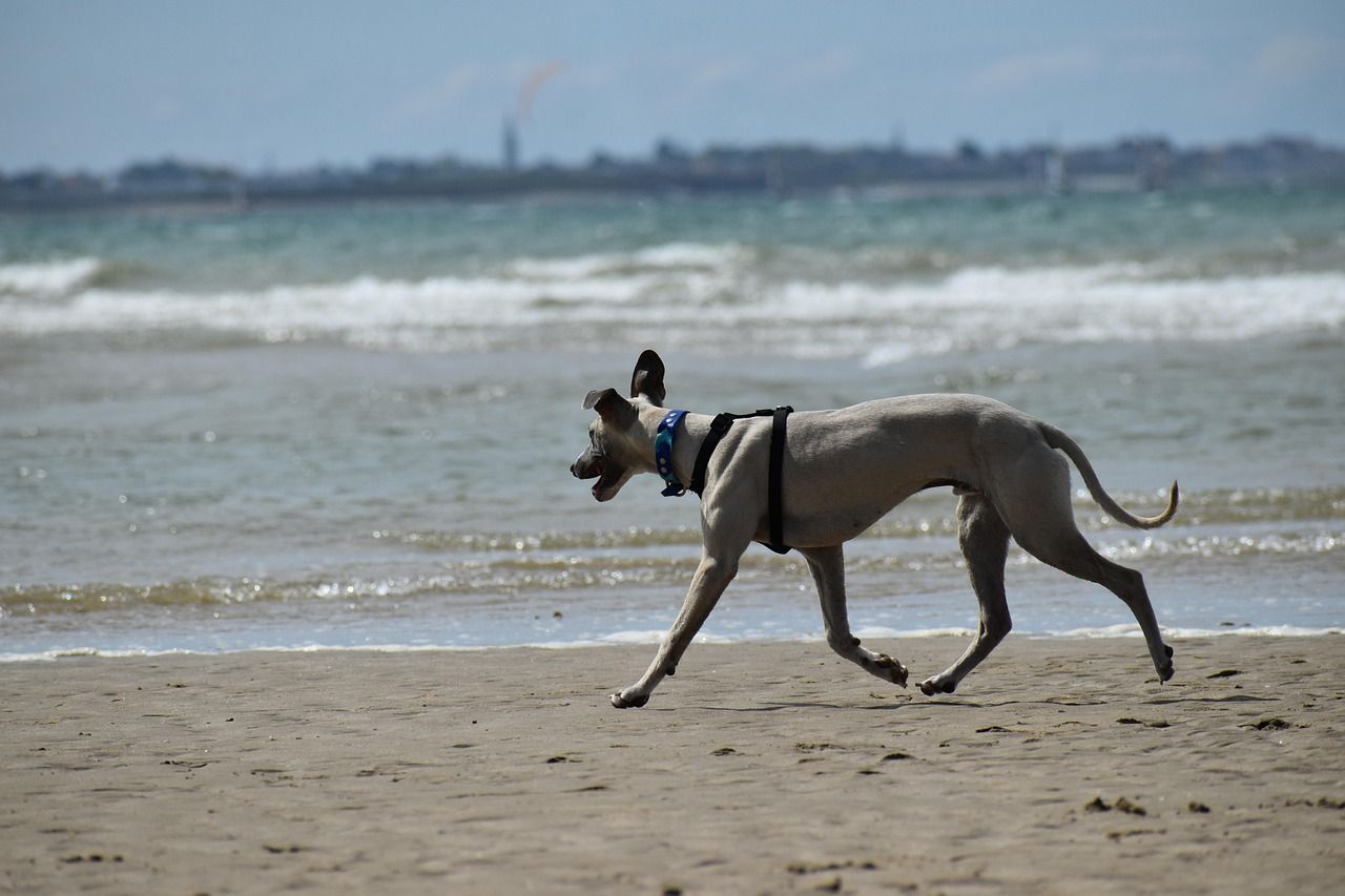 Grå hund løber på strand ned til vandet