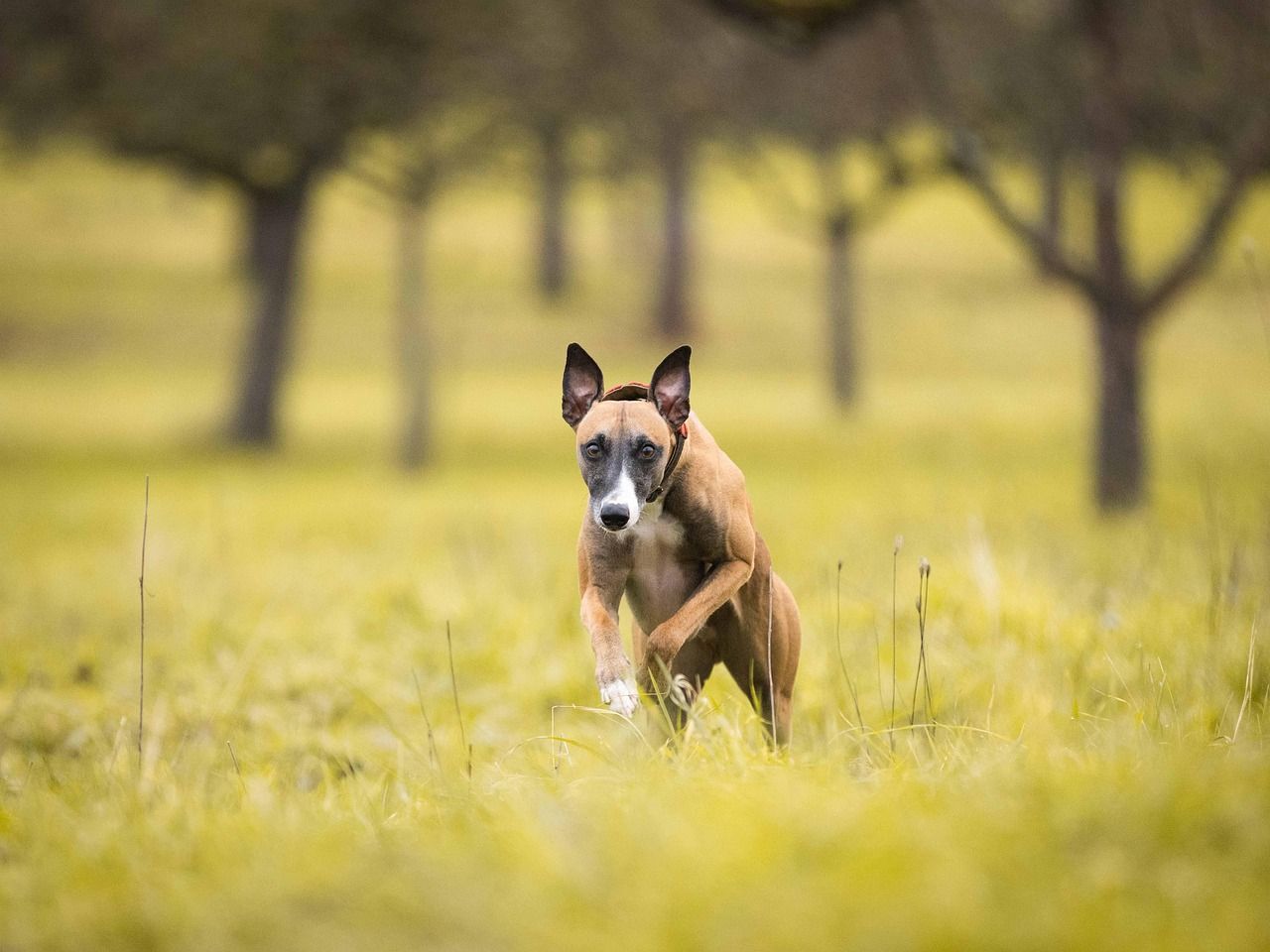 Foto: Marco Evangelista, pixabay