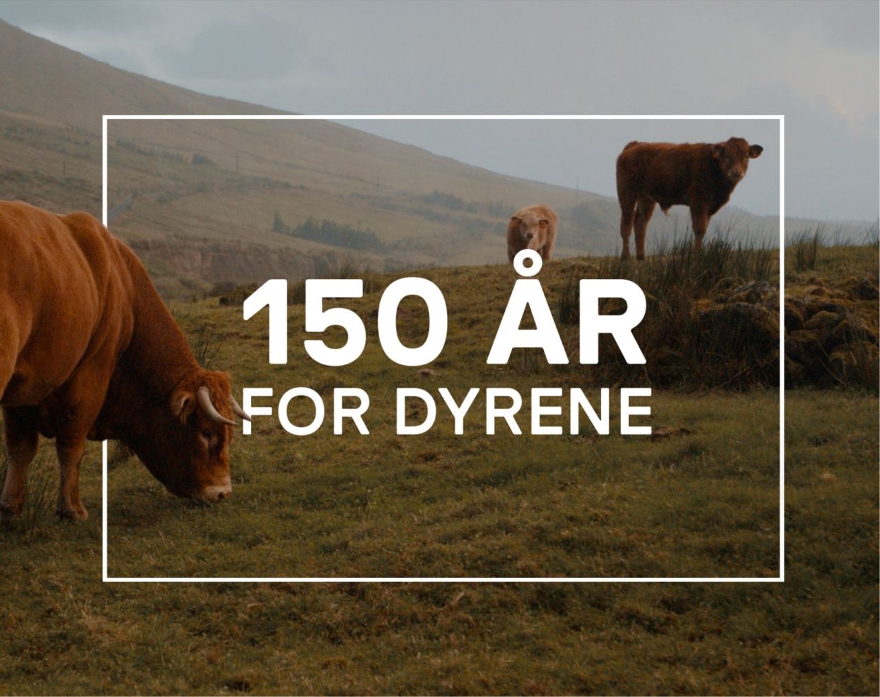 Køer græsser på stort areal med logoet '150 år for dyrene' henover