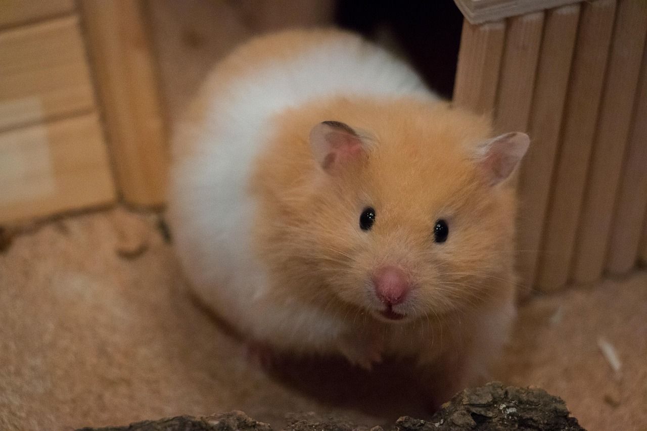guldhamster sidder ude foran den hus