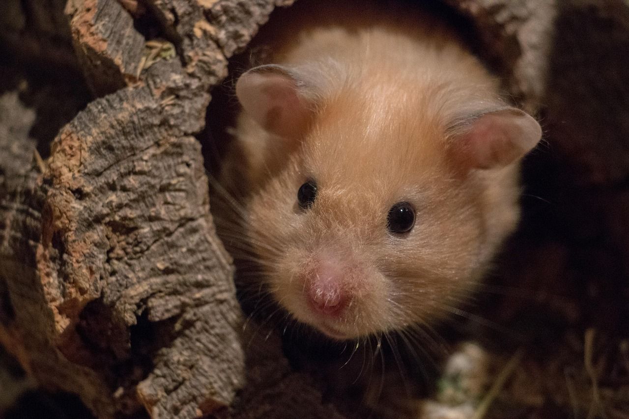 hamster sidder i træhul og kigger ud