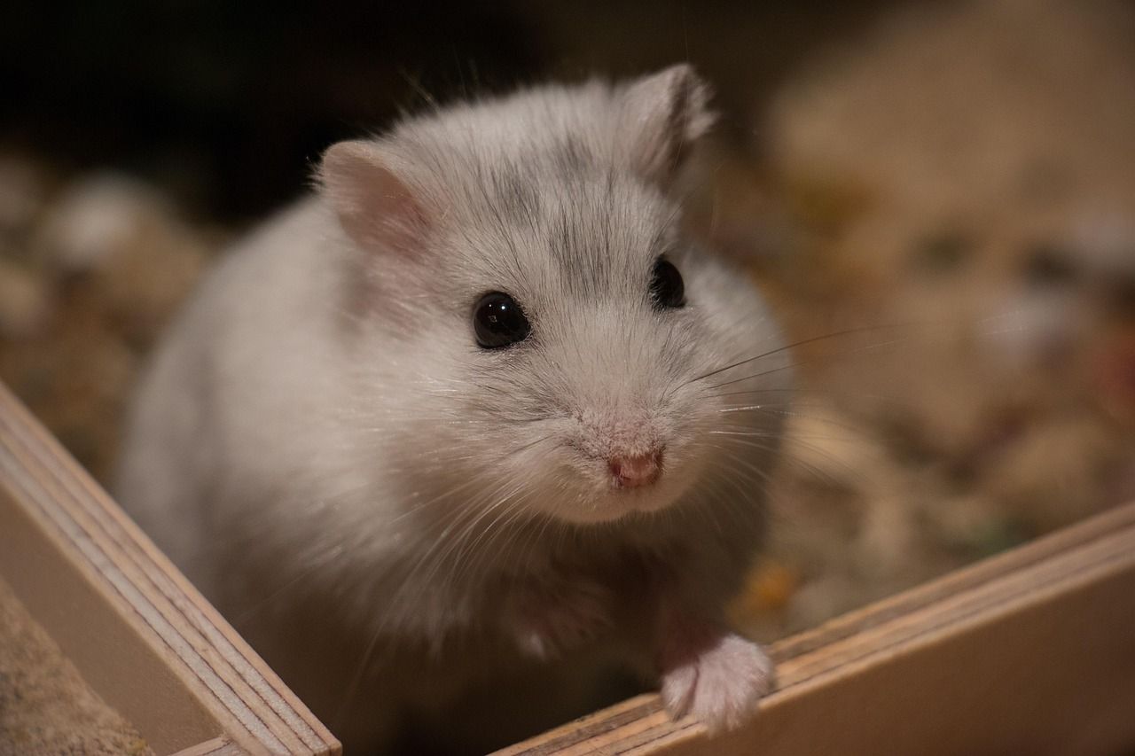 hvid hamster sidder i kasse med savsmuld på bunden